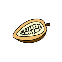 cacao fruit doodle icon, vector illustration