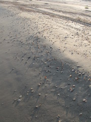 seashells on the sand