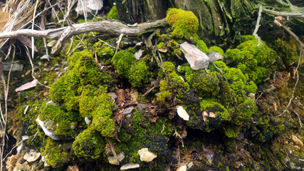 I rami di albero coperti di muschio e pietre