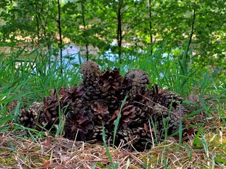 A slide of folded pine cones on the ground.