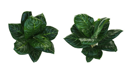 Dark green variegated leaves pattern of foliage plant Dieffenbachia or Dumb cane isolated on white...