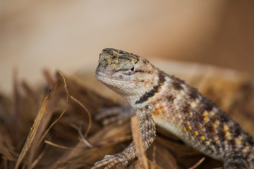 Close-up of a lizard