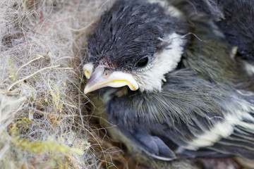 mésange