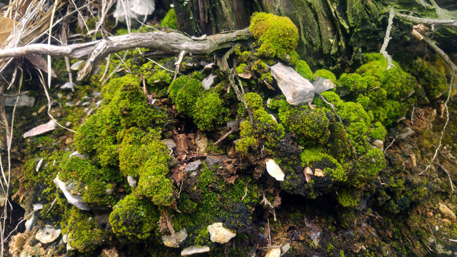 I rami di albero coperti di muschio e pietre