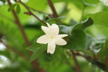 Obraz na płótnie Canvas jasmine flower in kerala garden