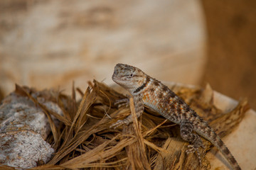Close-up of a lizard