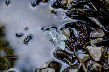 A Dead Moth Floating On the Water Surface.
A drowned moth on the surface of water.