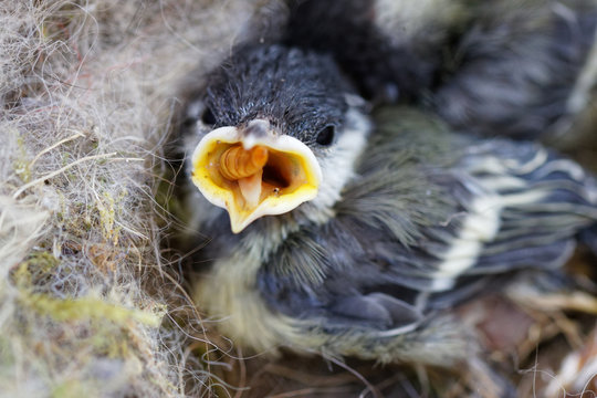 m&eacute;sange