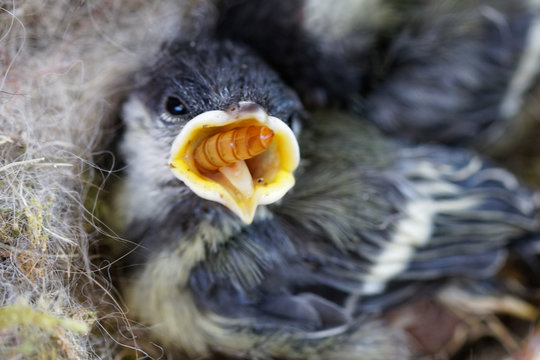 m&eacute;sange