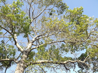 Un árbol muy fino 