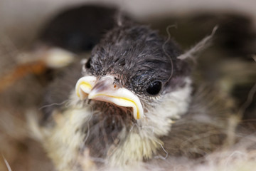mésange