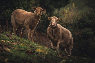 Obraz premium a photo of a sheep made in the mountains of Galicia, Spain.
