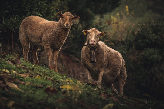a photo of a sheep made in the mountains of Galicia, Spain.