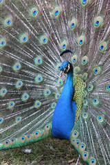 Obraz premium peacock with feathers out