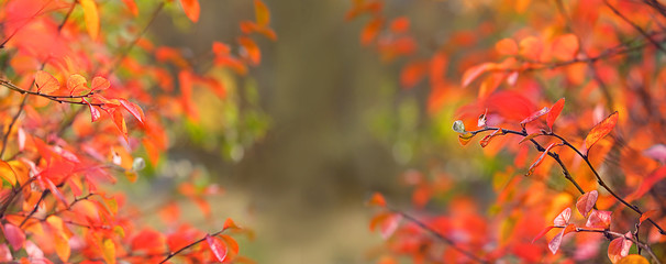 bright autumn nature background. red-orange fall leaves. autumn season concept. banner. copy space.