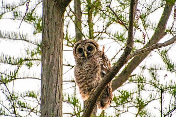 Juvenile Barred Owl at pre dawn sunrise in Okefenokee wildlife refuge sitting in pine tree.