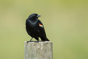 Alert blackbird on a post.