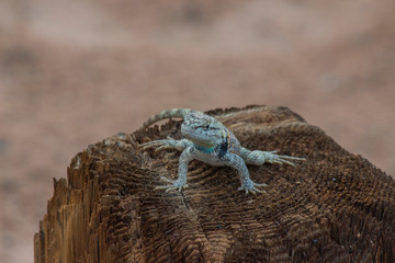 Close-up of a lizard