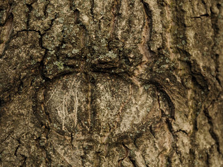 Natural drawing in the shape of an eye on the bark of a tree. The shape of an eye on the bark of a tree. Texture background