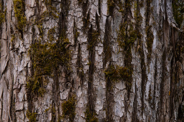 Olive tree Olea europaea bark background texture pattern.