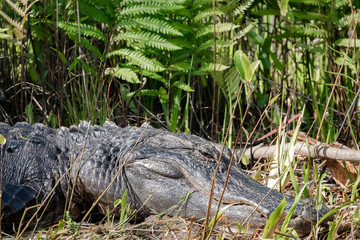 Enormous male American Alligator basking on the edge of a canal in Okefenokee wildlife refuge.
