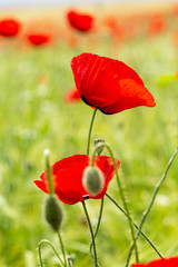 Obraz premium Flowers 