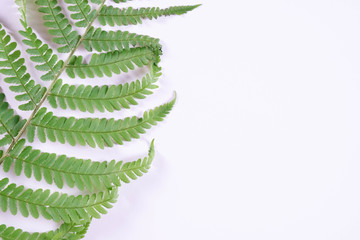 ancient and beautiful fern on the wall