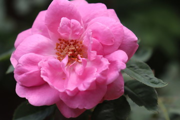 pink rose flower in a garden