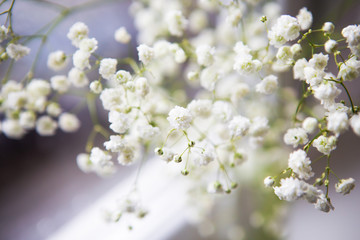 Gypsophila flowers stand near the window.