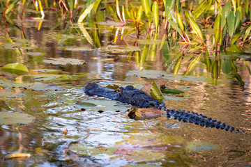 American Alligator gliding in canal marsh in Okefenokee wildlife refuge in Georgia.