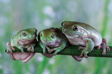 Naklejka premium Australian white tree frog on leaves, dumpy frog on branch, animal closeup, amphibian closeup