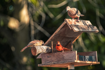 3 birds on a feeder: Juvenile Cardinal, Male Cardinal,  Morning dove