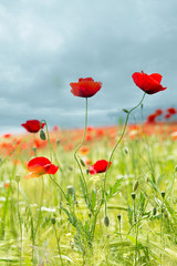 Obraz premium Silouette Maki