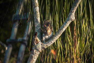 Squirrel eating a nut in a tree
