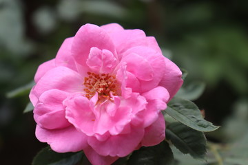 pink rose flower in a garden
