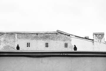 Silhouette of pigeons on the top of roof