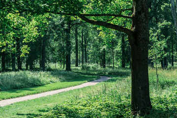 Path in the summer park. Side walk in the spring park. Alexandria Park, in Peterhof, Russia.