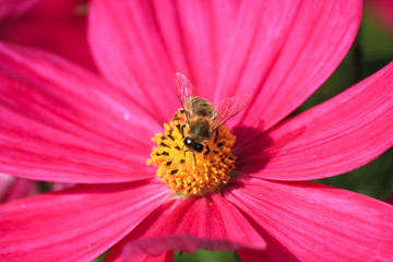 Bee on a Celandine flower (in german Schmuckkörbchen) Cosmos bipinnatus