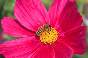 Bee on a Celandine flower (in german Schmuckkörbchen) Cosmos bipinnatus