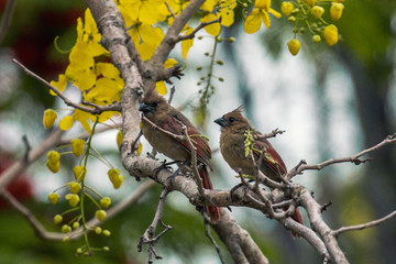 Obraz premium Two Juvenile Northern Cardinals on a branch