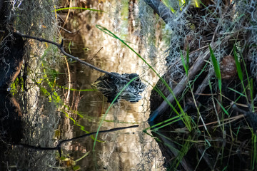 Female American Alligator watching over newly hatched baby alligators nearby.