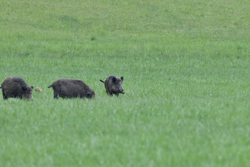 Wild boar near the forest grazing grass wildlife
