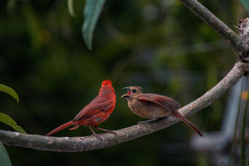 cardinal on a branch with hungry Juvenile