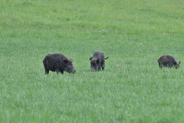 A flock of wild boars graze grass in a spring meadow