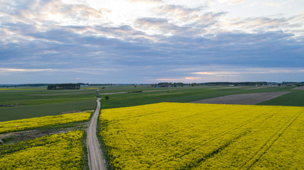 vast rapeseed fields seen from a bird's eye view © Krzysztof