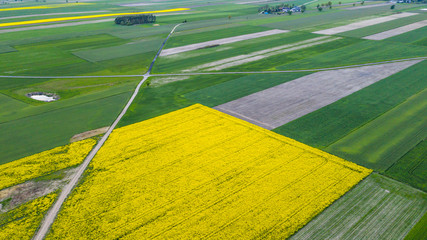 vast rapeseed fields seen from a bird's eye view