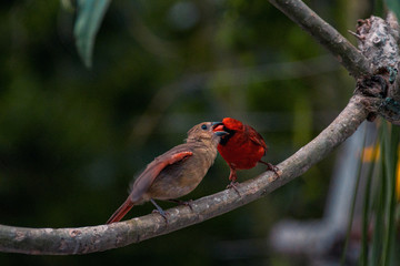 red cardinal feeding Juvenile on a branch