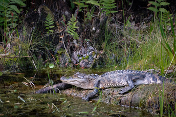 American Alligators camouflaged in canals of Okefenokee wildlife sanctuary in Georgia. 