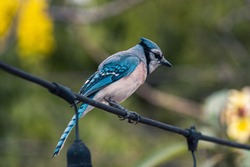 blue jay on a black wire perch