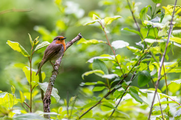 Erithacus rubecula on a branch in the forest - obrazy, fototapety, plakaty